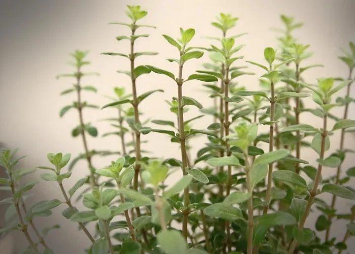 Il Portico * 蒙特罗索阿尔马雷